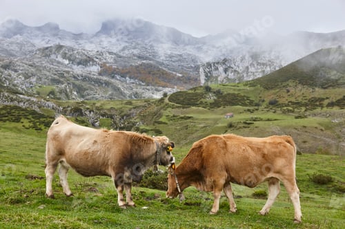 Preview: Cows grazing in the countryside. Livestock farming pasture. Asturias, Spain