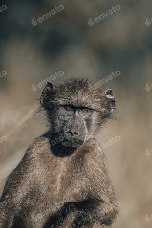 Preview: Baboon