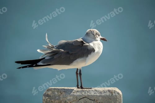 Vista previa: Pájaro acuático gaviota salvaje posado en la barandilla de un puerto en Florida. Vida silvestre en el sur de EE. UU
