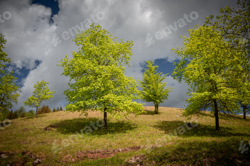 Preview: Beautiful spring during a sunny day