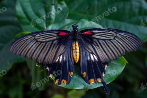 Preview: Close-up of a vibrant butterfly on a leaf surrounded by lush greenery.