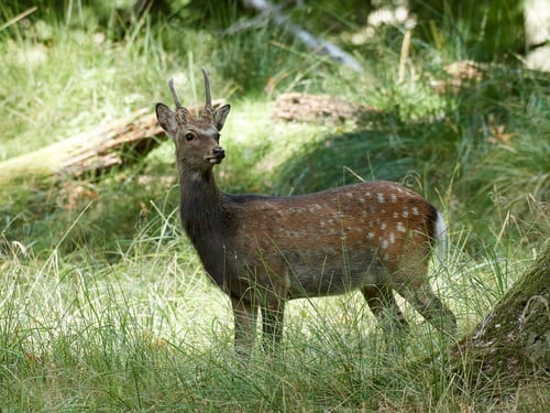 Majestic Deer Stands Tall in Lush Green Forest