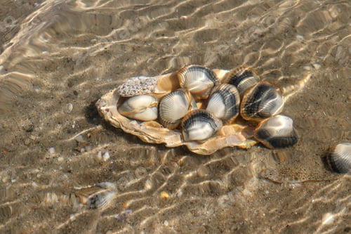 Preview: Common Cockles Underwater on the Seabed