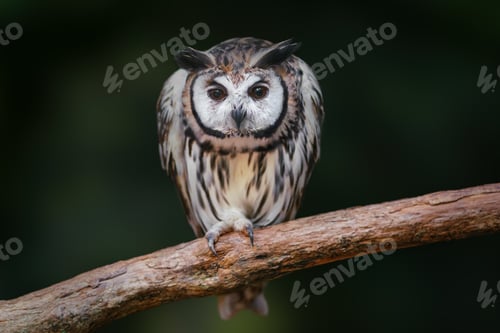 Preview: Striped Owl (Asio clamator) - Bird of Prey