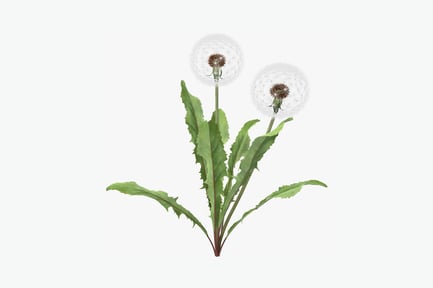 Preview: Airborne dandelion seeds with stem and leaves