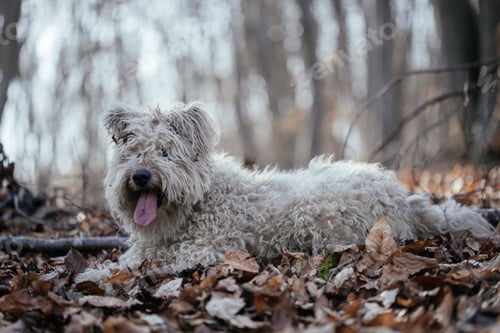 Preview: Cute little pumi dog enjoying the outdoors