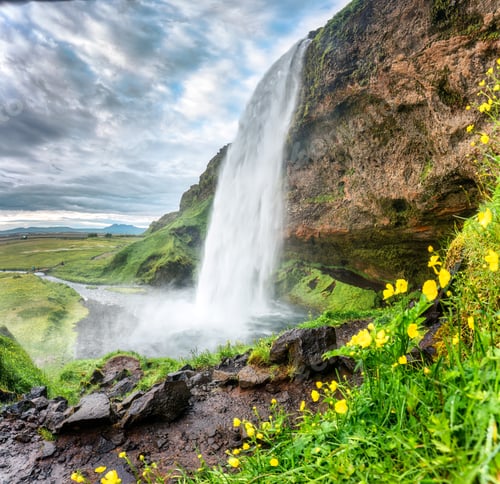Preview: Seljalandsfoss waterfall flowing with yellow flower blooming on bright day in summer at Iceland