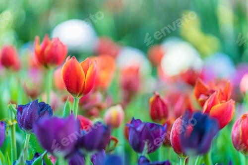 Preview: Red and purple tulips in the garden-10