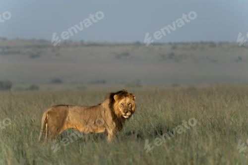 Preview: Magnificent male African lion confidently standing in a vast, cloudy savannah
