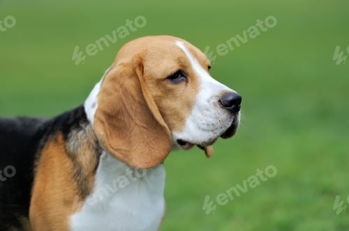 Preview: Close Beagle dog