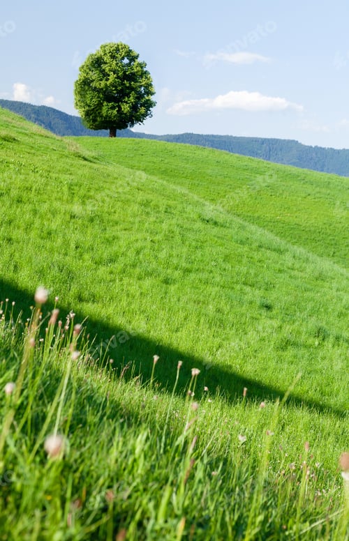 Preview: Beautiful hills, blooming meadows and lonely tree