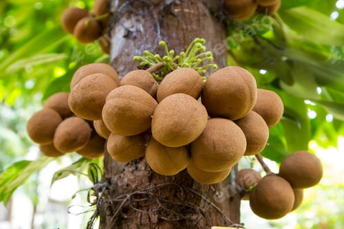 Preview: Stelechocarpus burahol, known as burahol, kepel, keppel fruit, or kepel apple