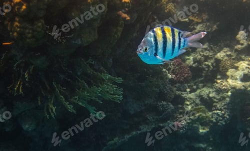 Preview: Closeup Sergeant major (Abudefduf vaigiensis) fish in the Red Sea, Egypt with copy space.