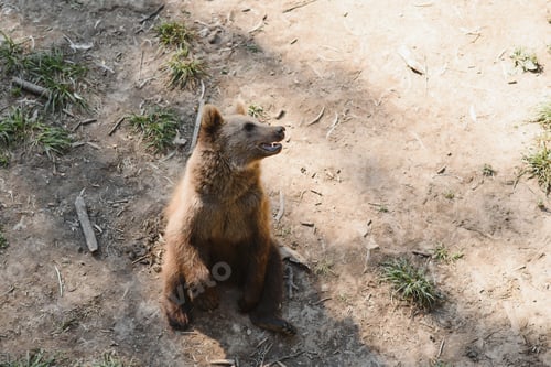Preview: Picture of a big brown bear
