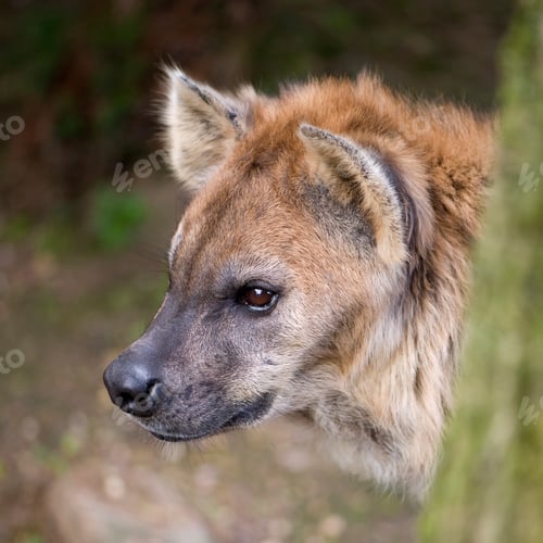 Preview: hyena