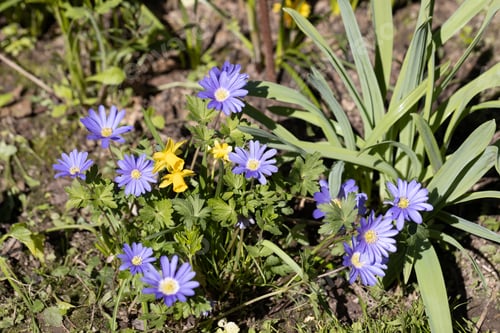 Preview: Anemone blanda, Balkan anemone plant with blue flowers