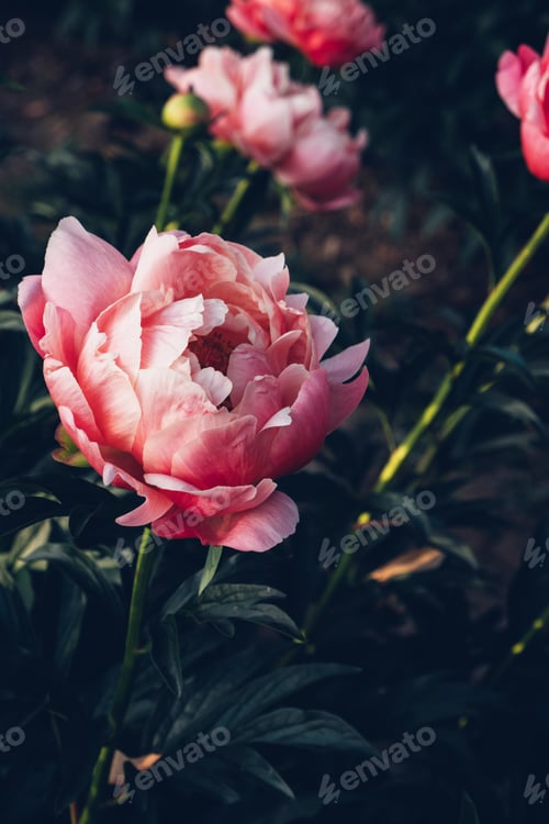 Preview: Peonies in the garden.