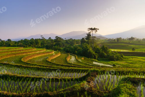 Preview: Beautiful morning view indonesia Panorama Landscape paddy fields with beauty color and sky natural