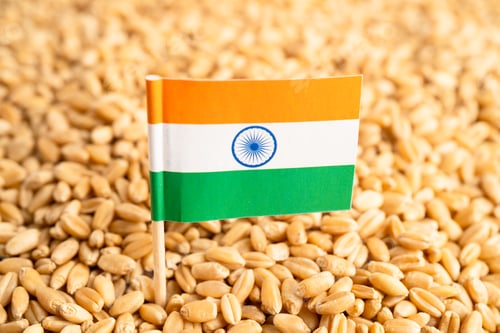 Preview: Grains wheat with India flag, trade export and economy concept.