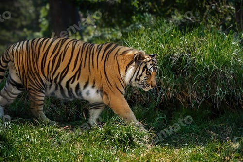 Preview: Bengal Tiger (Panthera tigris tigris)