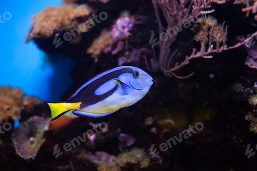 Vista previa: Beautiful fish swims in the aquarium, the sea, the ocean