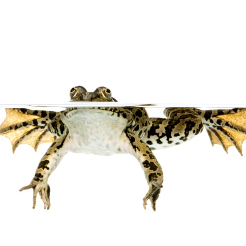 Preview: surfacing Frog