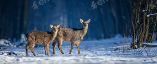 Preview: Close two young majestic red deer in winter forest. Cute wild mammal in natural environment