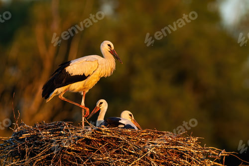 Preview: Young white stork standing and lying down on nest sunlit by evening rays
