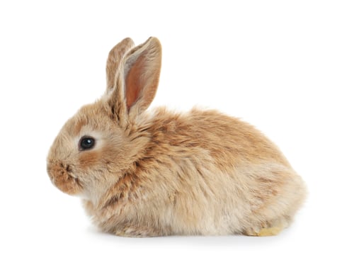 Preview: Adorable furry Easter bunny on white background