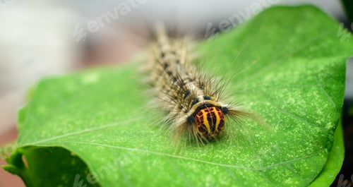 Preview: Rose myrtle lappet caterpillar (Trabala Vishnou) on a green Winged bean leaf front view