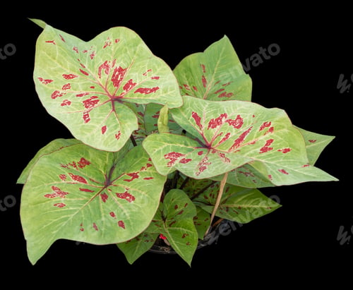 Preview: Beautiful colorful caladium on Black background isolate with clipping path. Queen