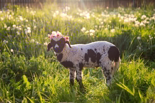Preview: Beautiful baby lamb with flower wreath in magic light