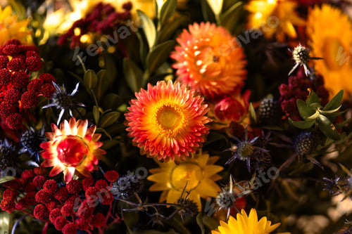Preview: Autumn composition of dry flowers and herbs closeup. Red pink orange Floristic art decoration