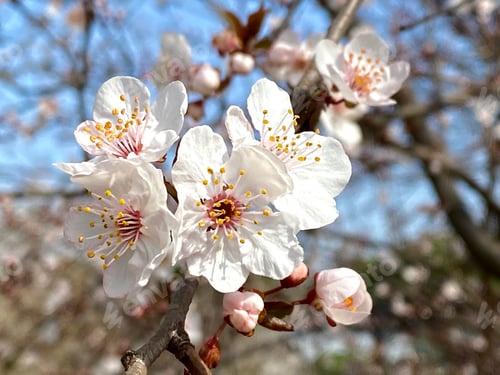 Blüte