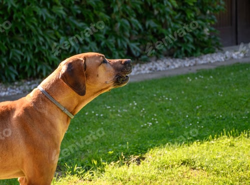 Preview: Side view of dog barking in back yard.