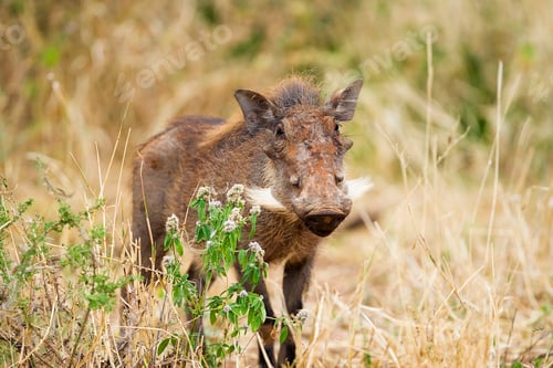 Preview: Wild African Warthog staring at camera