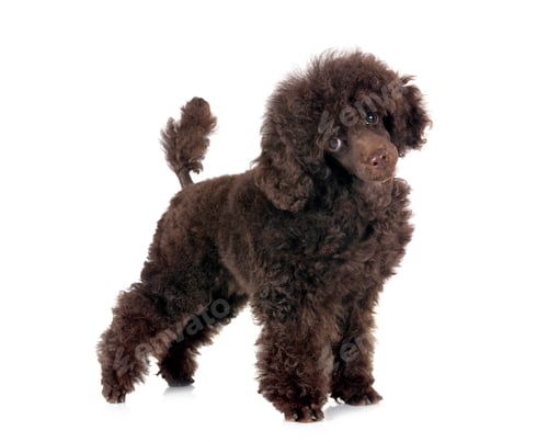 Preview: puppy poodle in studio