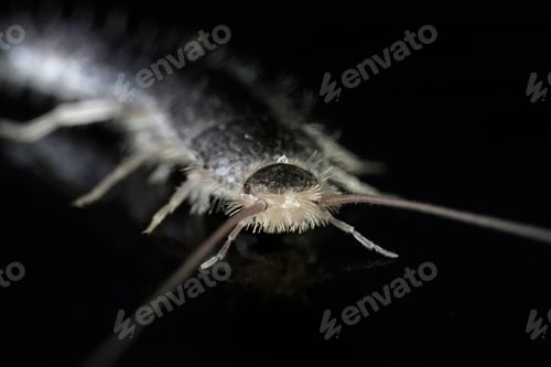 Preview: Silverfish (Lepisma saccharina)