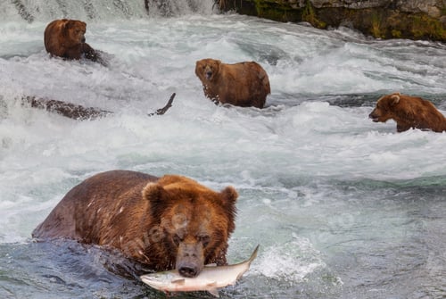 Preview: Bear on Alaska