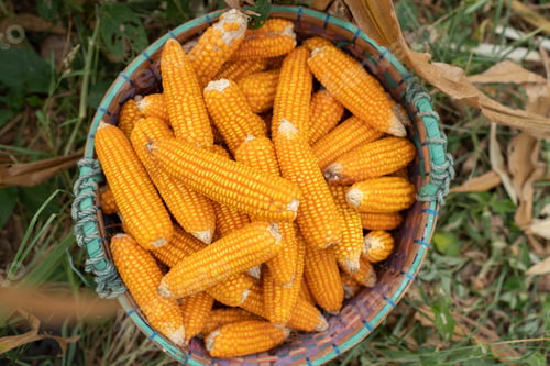 Preview: Corn cobs in burlap sack left at the field corn farm. Dry Corn field Plant Agriculture Farming