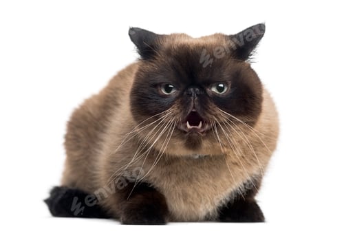 Preview: Agressive Persian (2 years old)