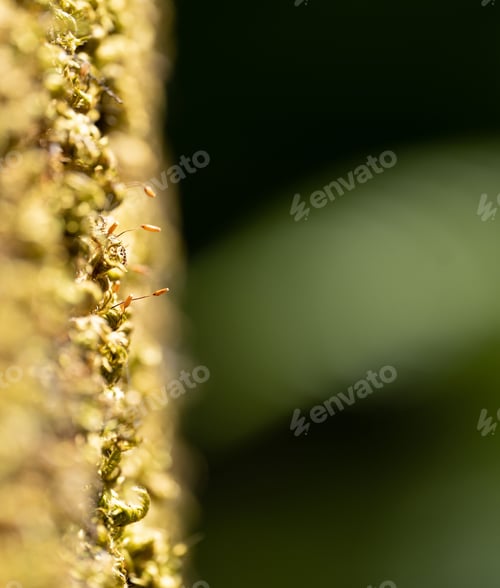 Preview: Vertical macro of yellow flower pistil with green blurred background