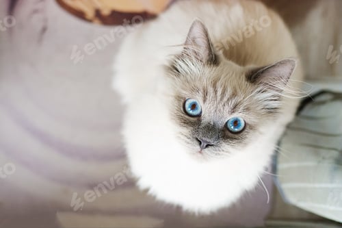 Preview: A white cat in a crouching position with a wide eyed surprised