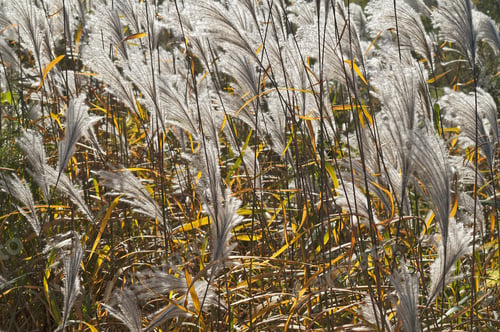 Preview: Amur Silver Grass (Miscanthus Sacchariflorus). Called Japanese Silver Grass Also