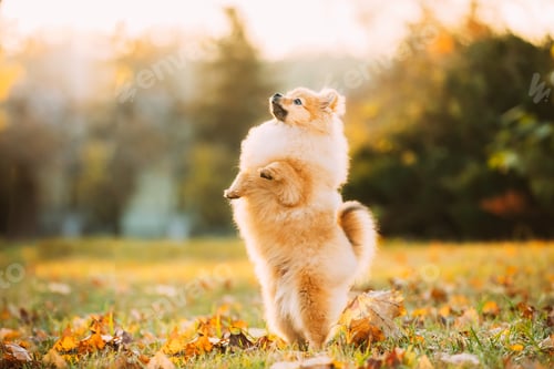 Preview: Young Red Puppy Pomeranian Spitz Puppy. Puppy Stands On Its Hind Legs Dog Posing Outdoor In Autumn