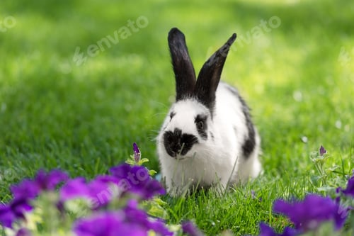 Preview: adorable black and white bunny on green grass near purple tobacco flowers