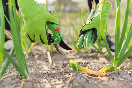 Preview: Hands of gardener cutting green onions in vegetable garden