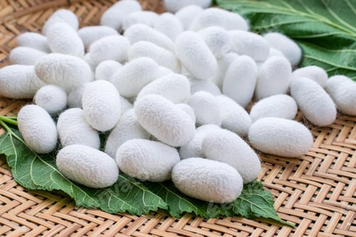 Preview: white silk cocoon, silky, fiber