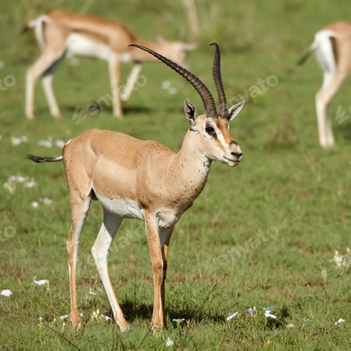 Preview: antelope