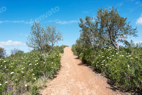 Preview: white flowers in the algarve